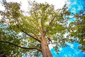 Trusted Aberdeen, OH Tree Services Experts