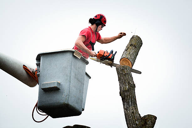 Best Commercial Tree Services  in Aberdeen, OH